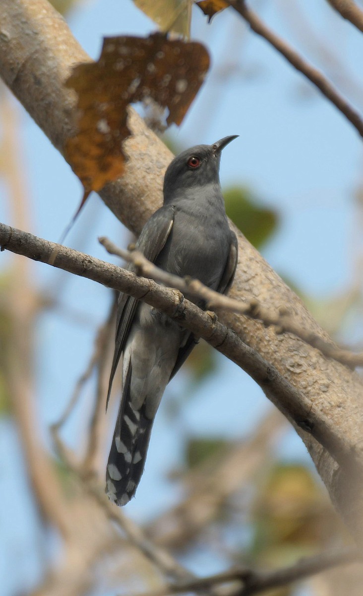 Coucou à tête grise - ML645330237