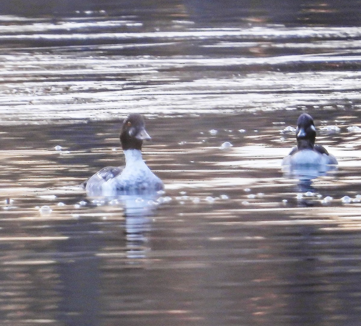 Common Goldeneye - ML645330249