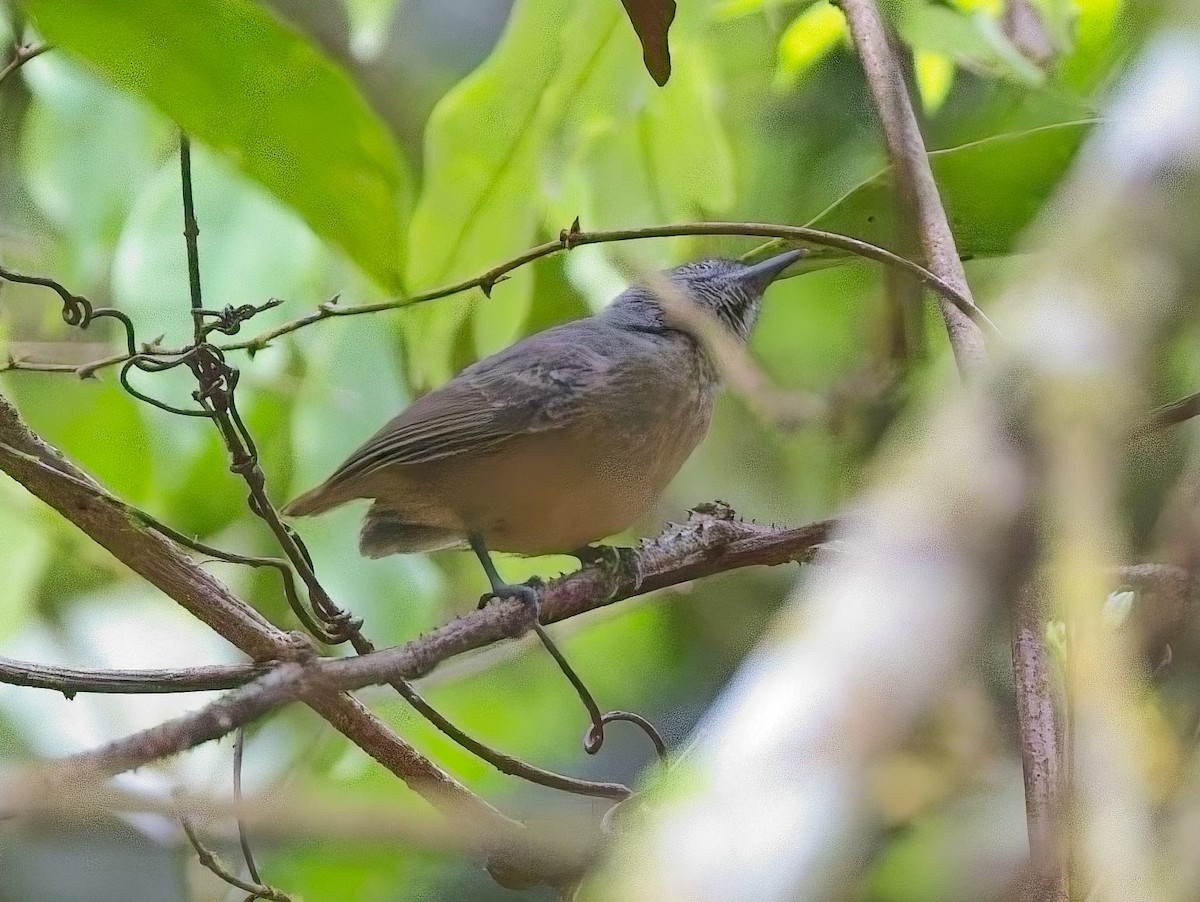 Кадук малий - ML645330251