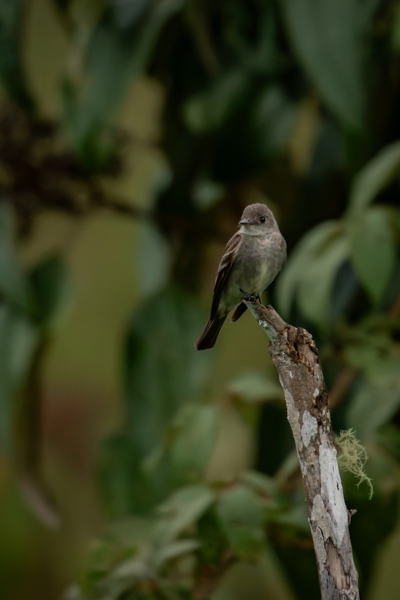 Northern Tropical Pewee - ML645330253