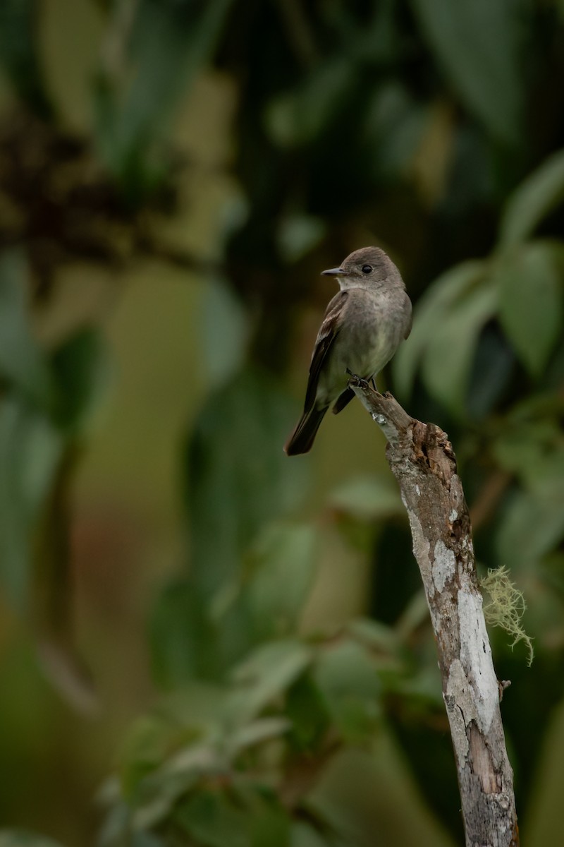 Northern Tropical Pewee - ML645330254