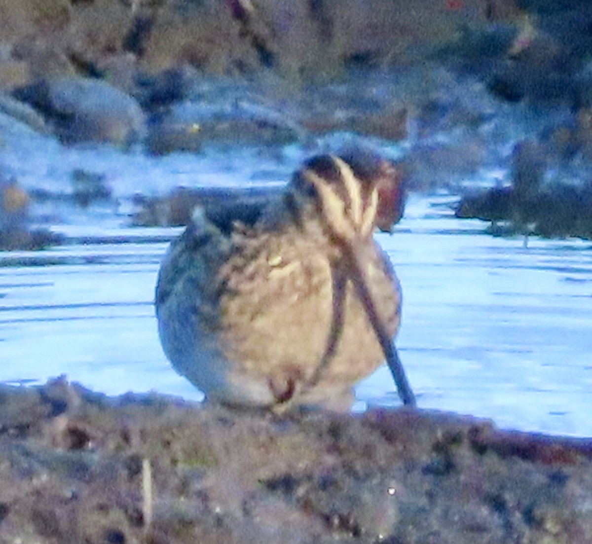 Wilson's Snipe - ML645330261