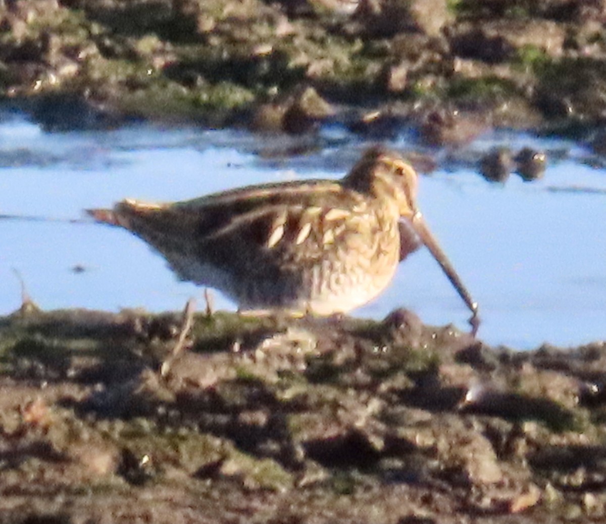 Wilson's Snipe - ML645330262