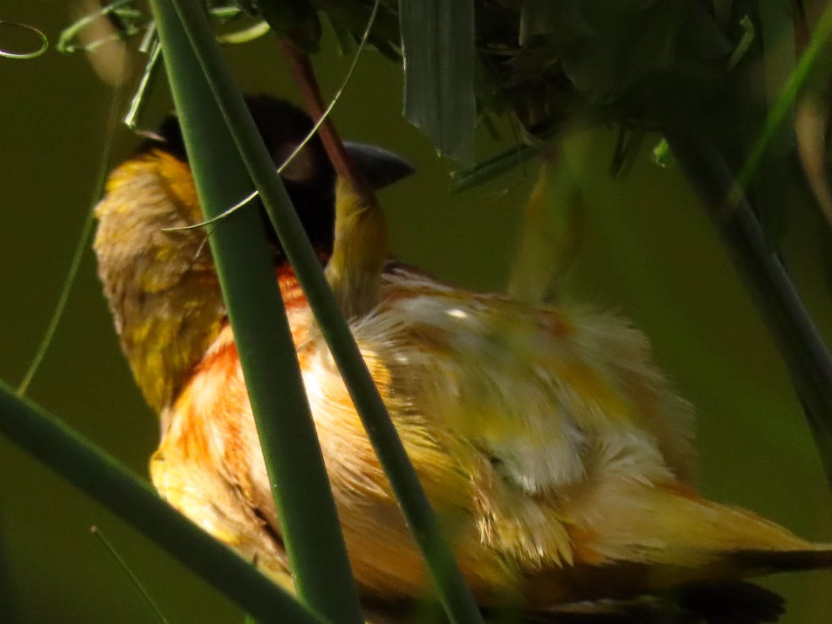 Black-headed Weaver - ML645330267