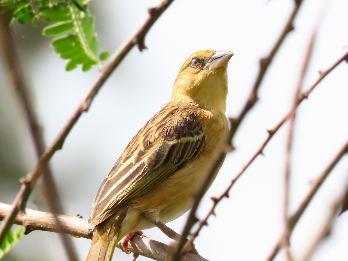 Black-headed Weaver - ML645330268