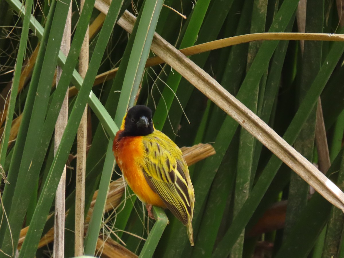 Black-headed Weaver - ML645330269