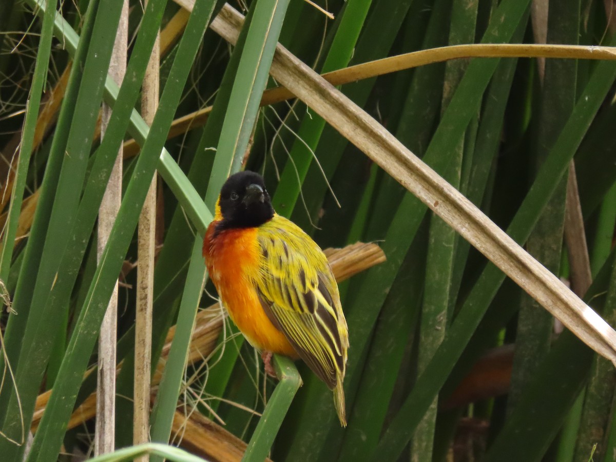 Black-headed Weaver - ML645330270
