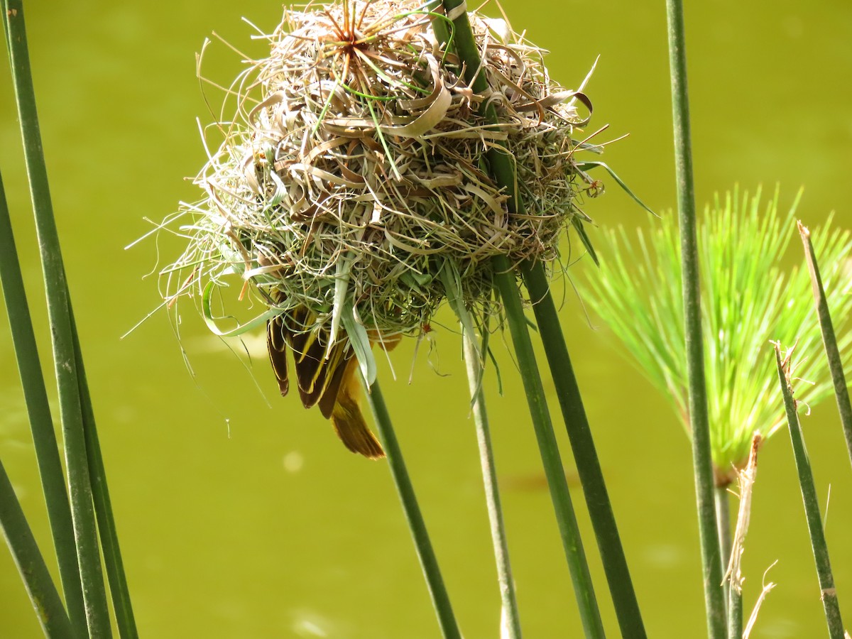 Black-headed Weaver - ML645330271
