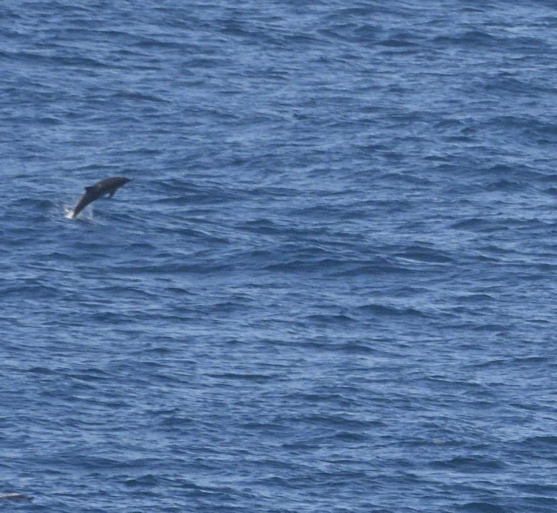 Mammals - ML645330272