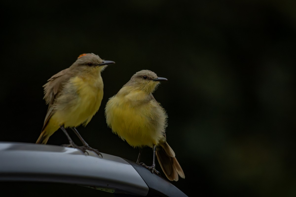 Cattle Tyrant - ML645330281