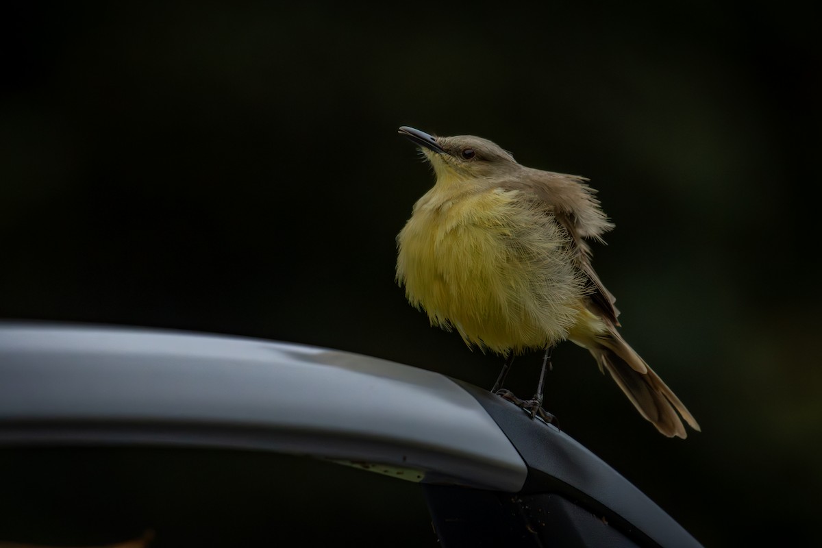 Cattle Tyrant - ML645330282