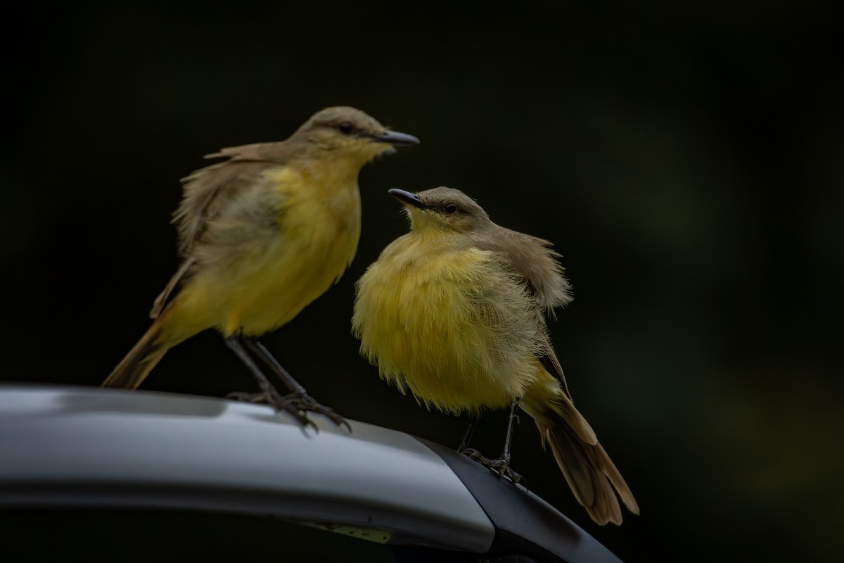 Cattle Tyrant - ML645330283