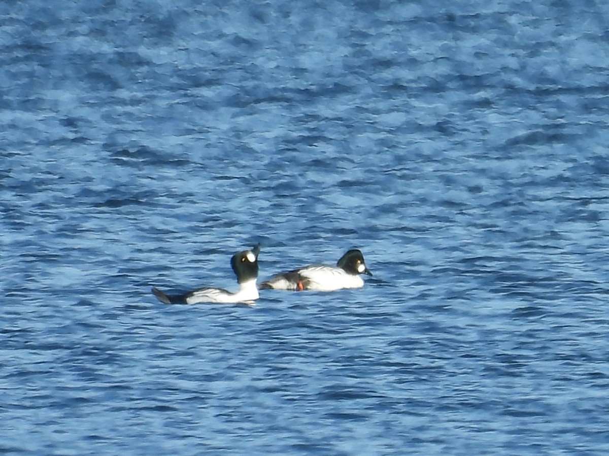 Common Goldeneye - ML645330292