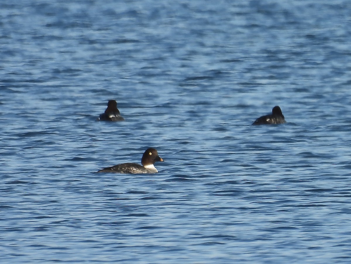 Common Goldeneye - ML645330293