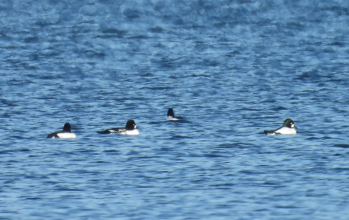 Common Goldeneye - ML645330294
