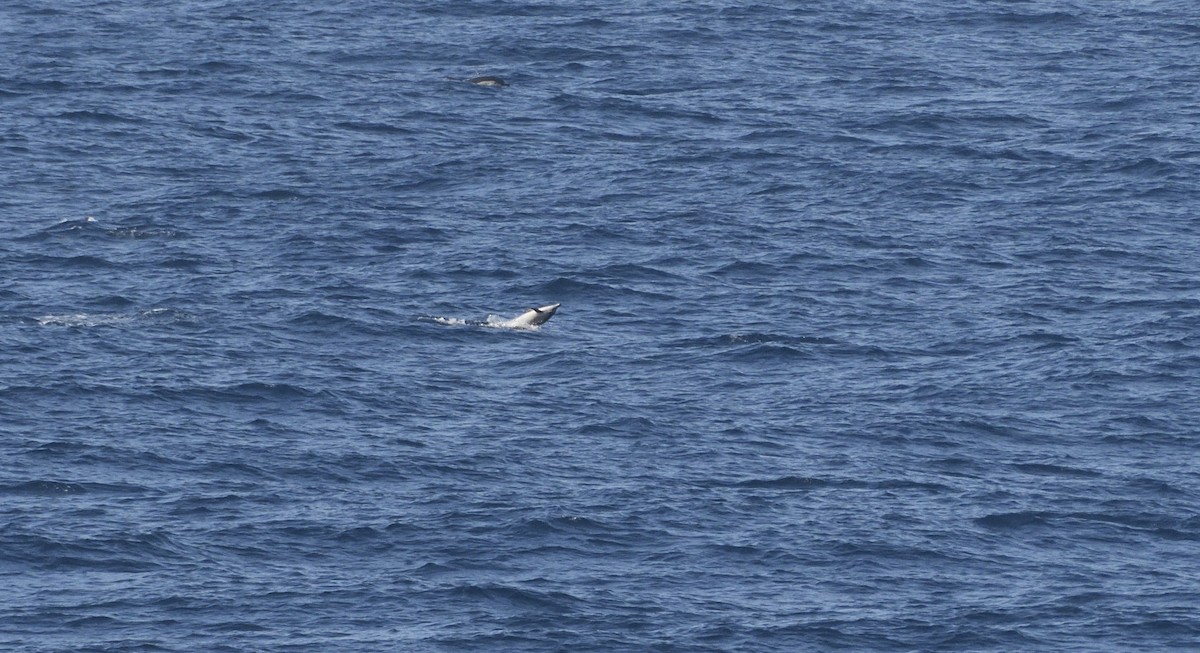 Mammals - ML645330305