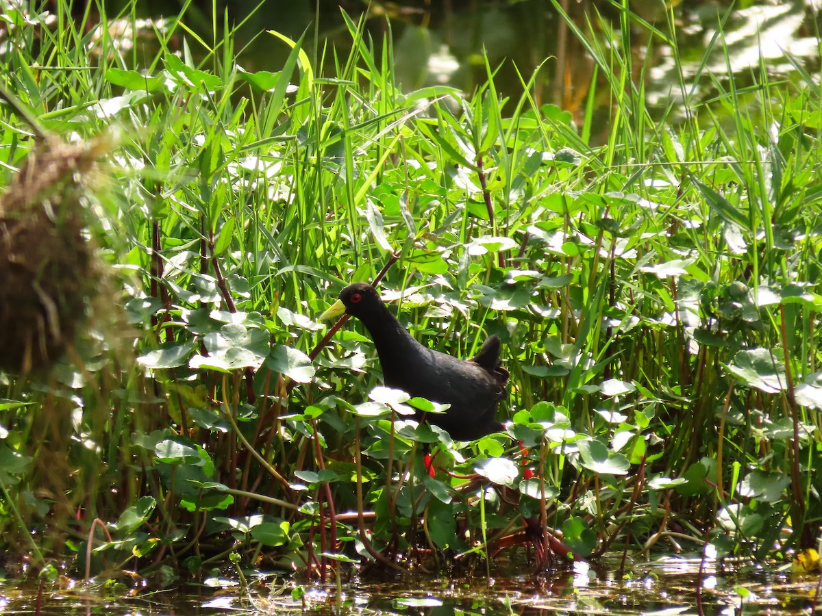 アフリカクロクイナ - ML645330318