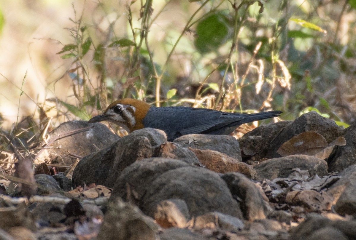 Orange-headed Thrush - ML645330320