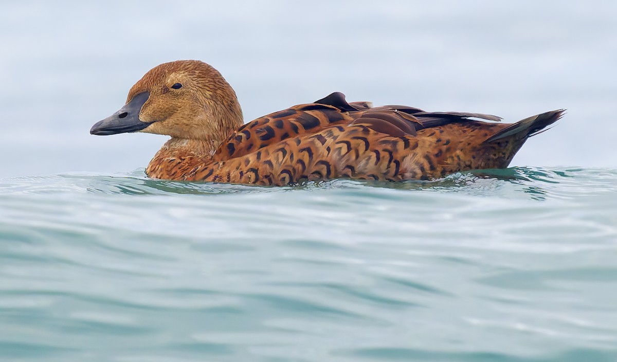 Гага-гребенушка - ML645330324