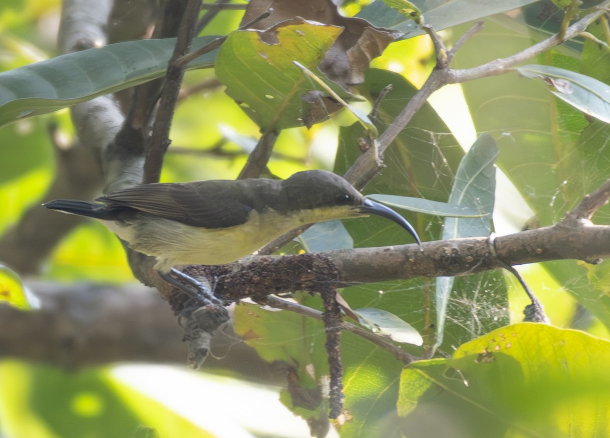 Loten's Sunbird - ML645330325