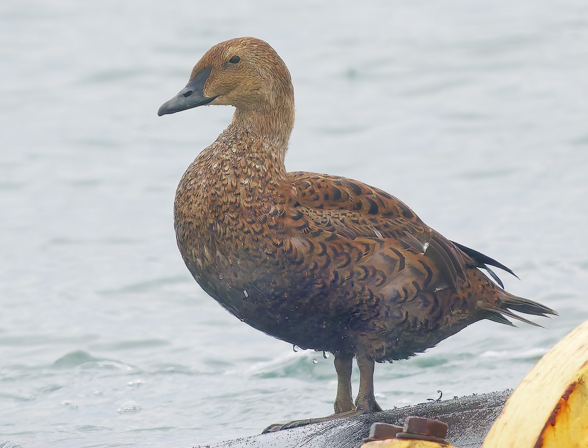 Гага-гребенушка - ML645330333