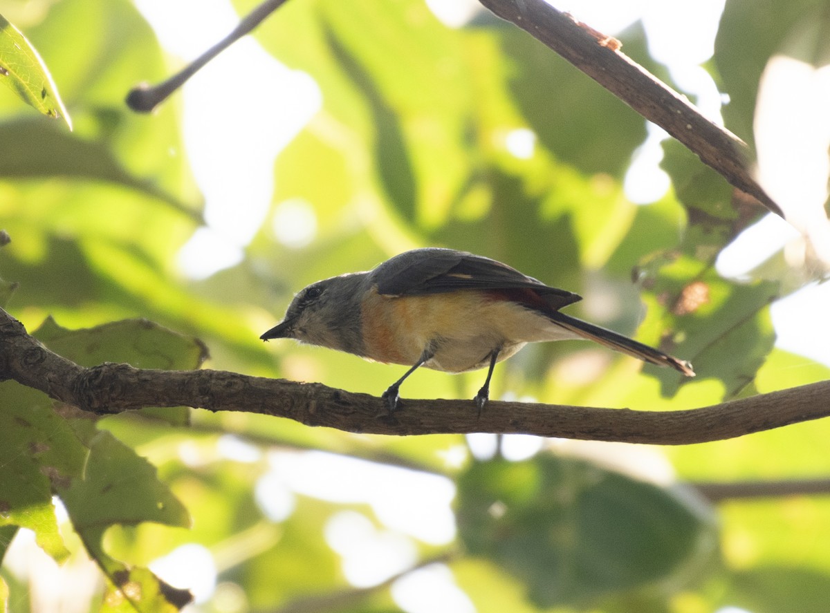 Small Minivet - ML645330334