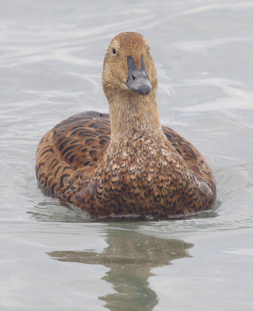 Гага-гребенушка - ML645330337