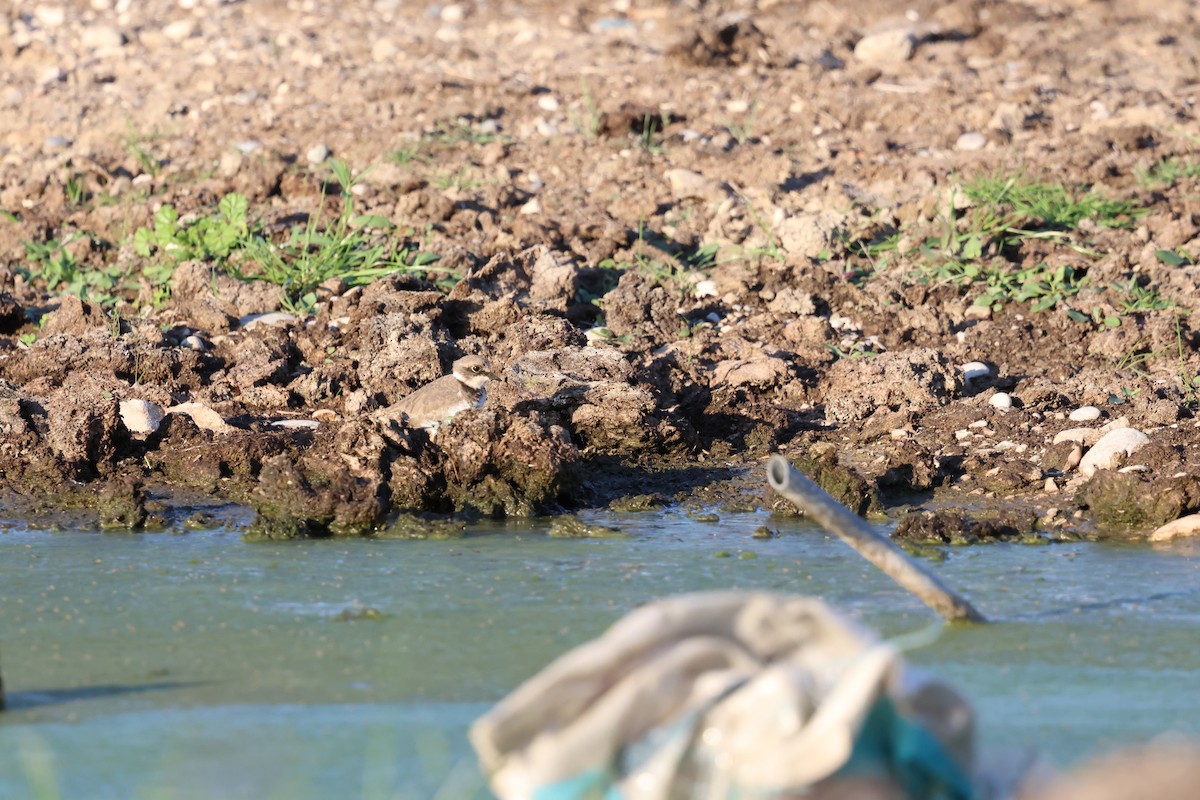Little Ringed Plover - ML645330341