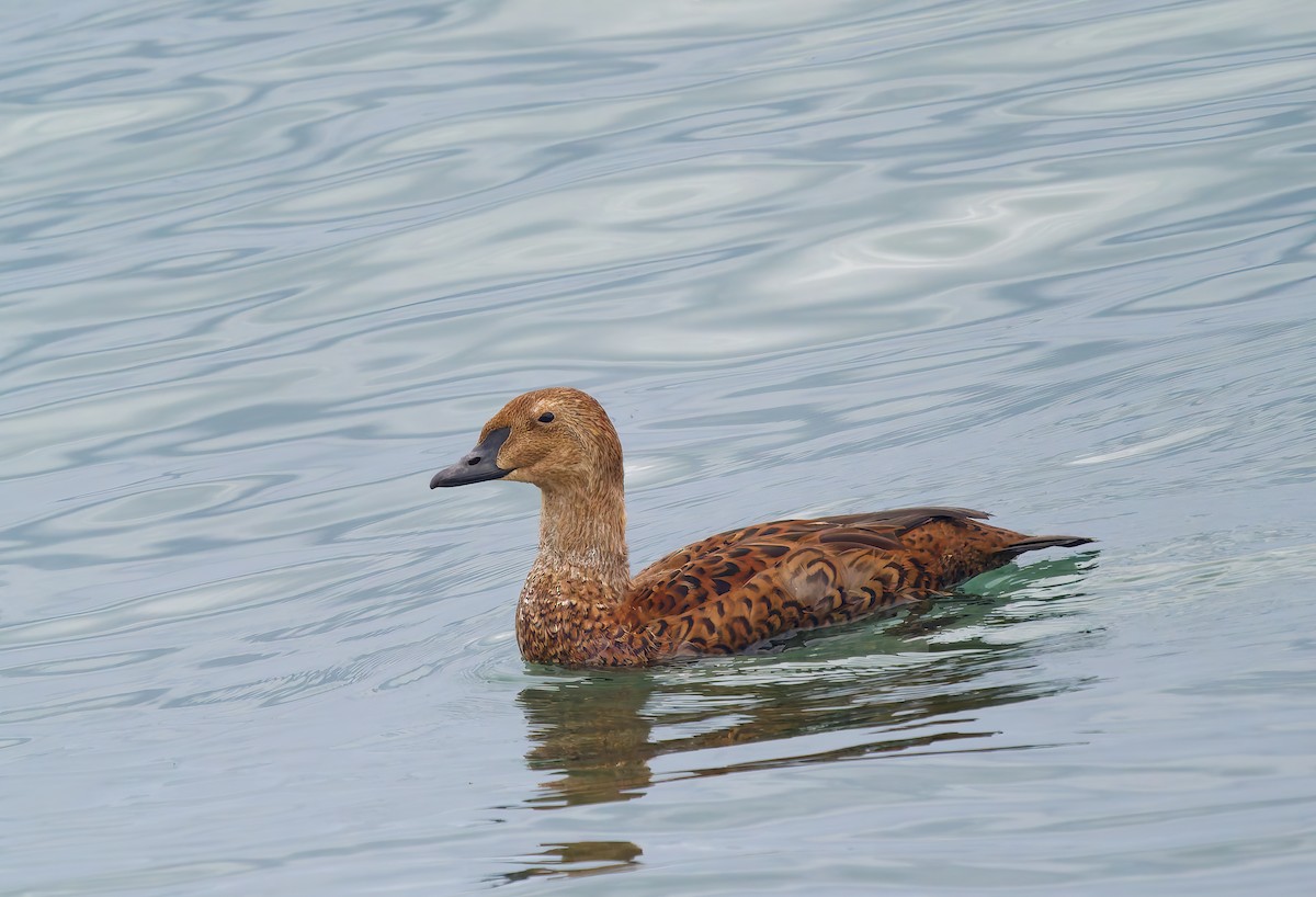 Гага-гребенушка - ML645330342