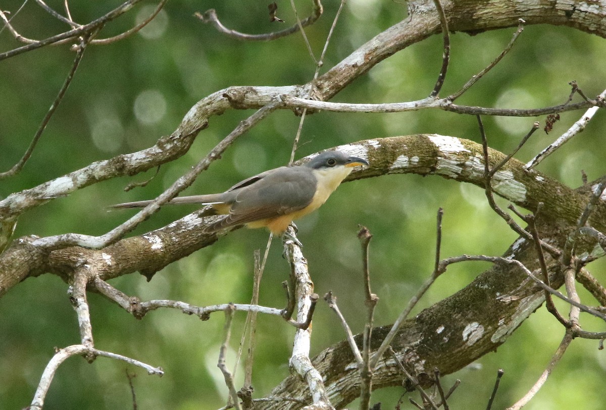 kukačka mangrovová - ML645330344