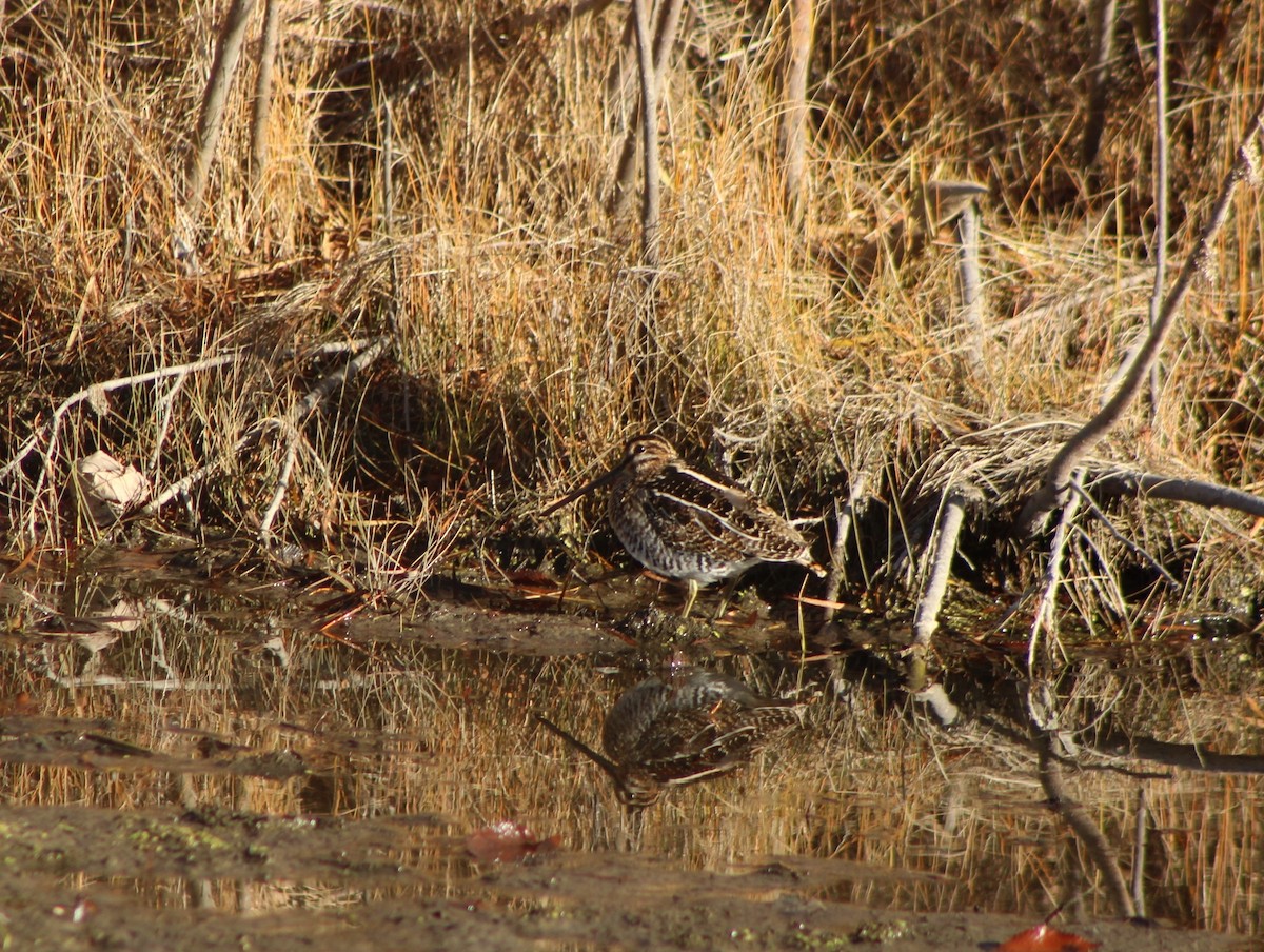 Wilson's Snipe - ML645330355