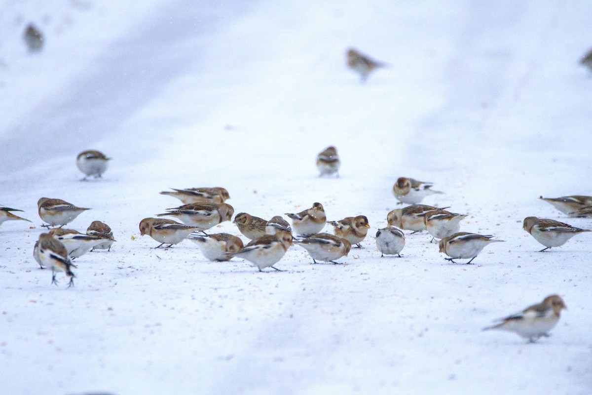 鐵爪鵐 - ML645330362