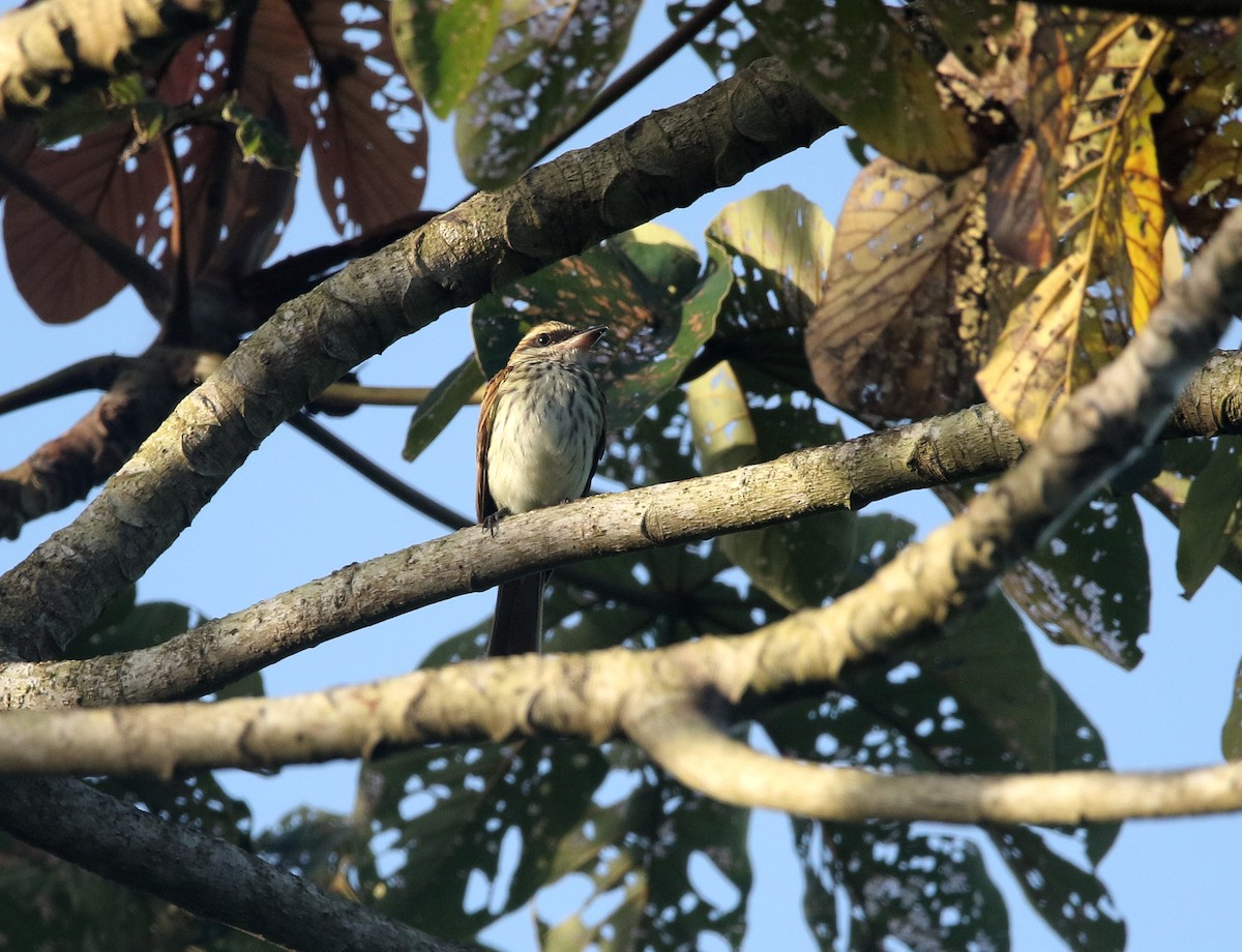 Streaked Flycatcher - ML645330365