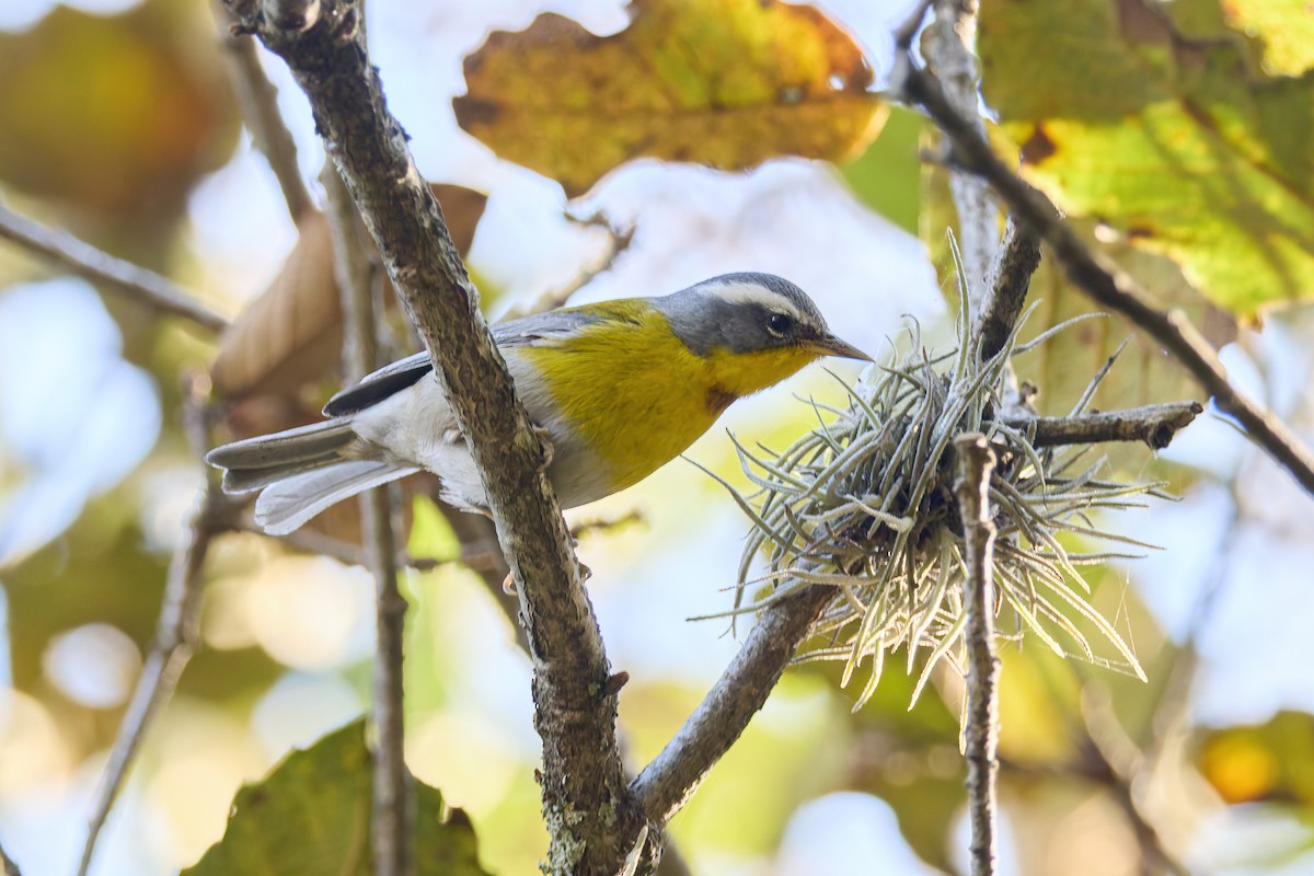 Crescent-chested Warbler - ML645330367