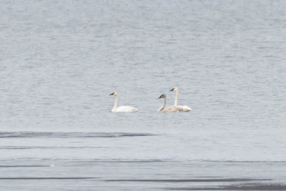 Trumpeter Swan - ML645330371
