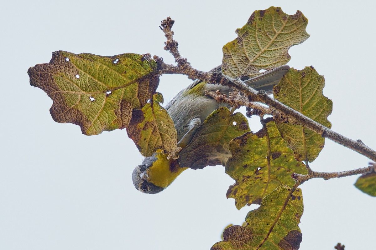 Crescent-chested Warbler - ML645330372