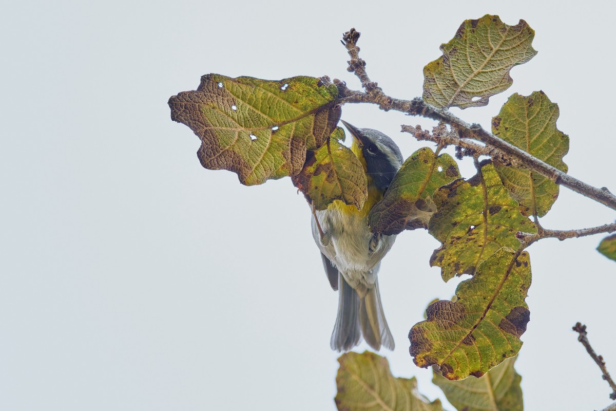 Crescent-chested Warbler - ML645330376