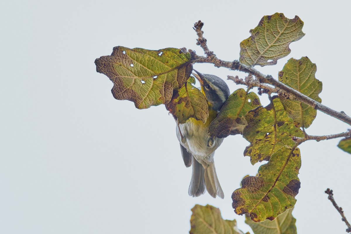Crescent-chested Warbler - ML645330382
