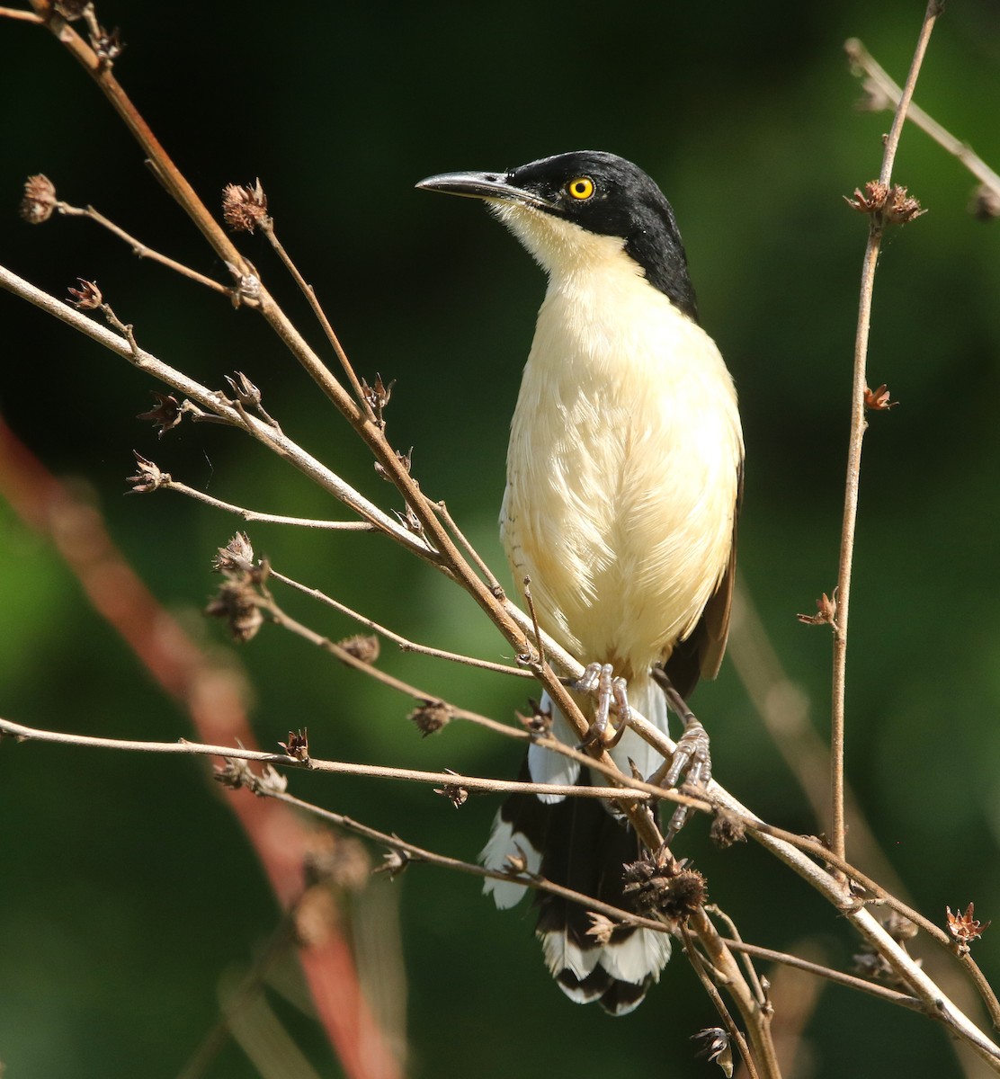 angu černohlavý - ML645330383