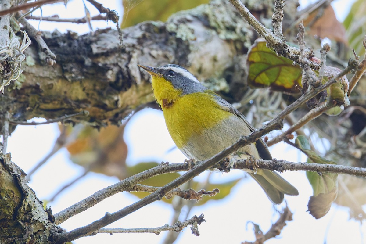 Crescent-chested Warbler - ML645330389