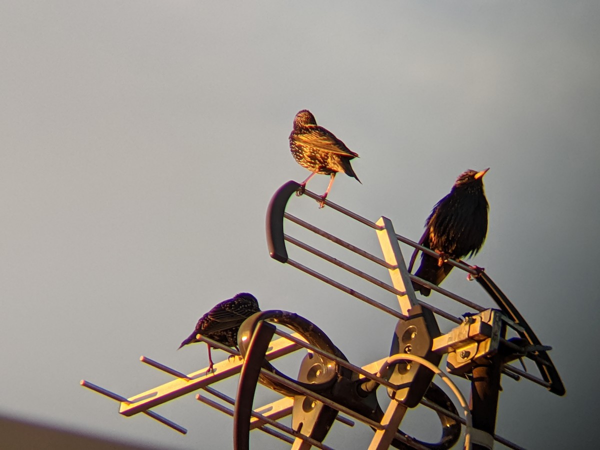 Spotless Starling - ML645330392