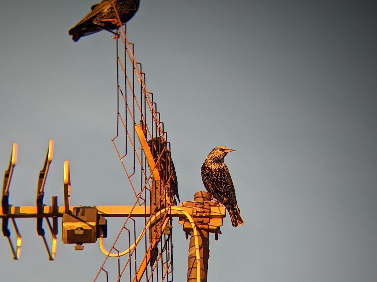 European Starling - ML645330398