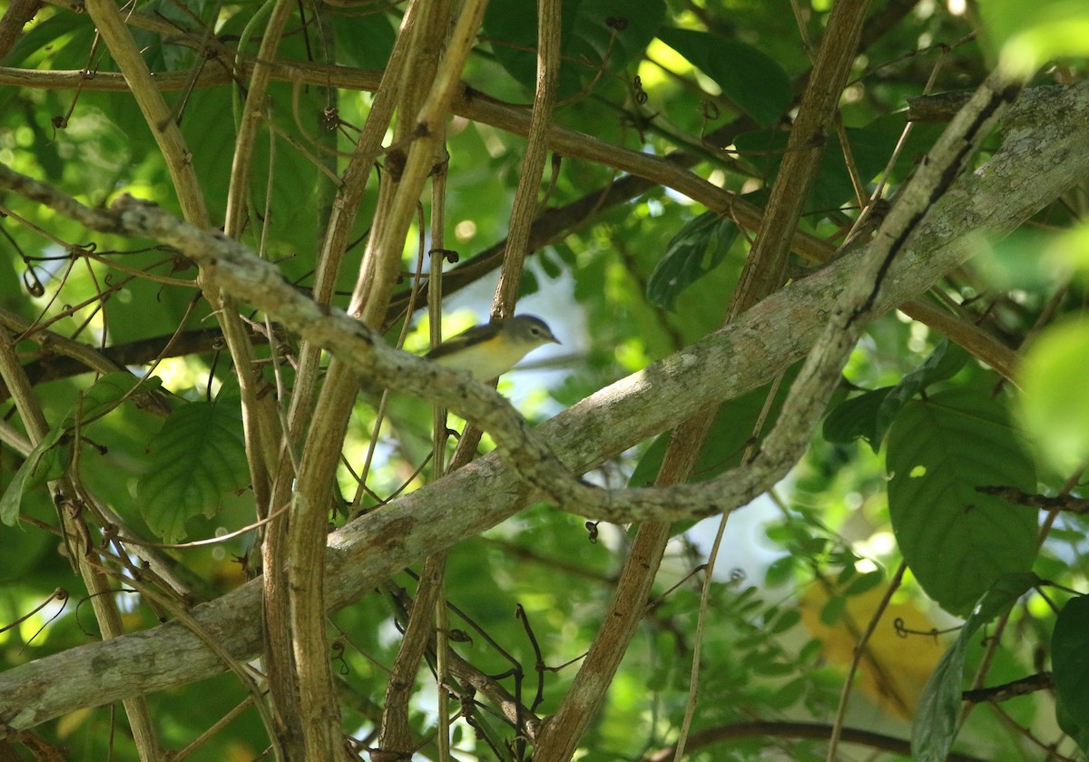 Горихвостковая древесница - ML645330406