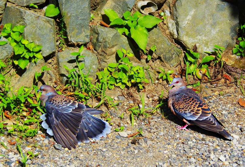 mongolturteldue - ML645330419