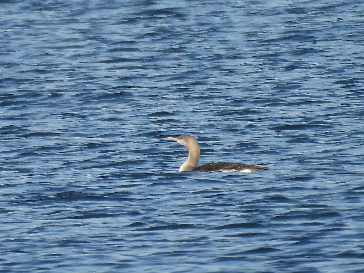 Arctic Loon - ML645330484