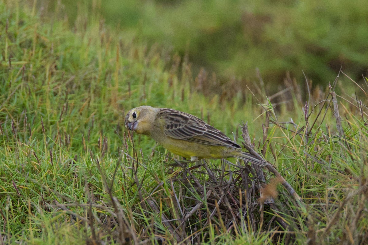 Короткоклювый зерноед - ML645330490