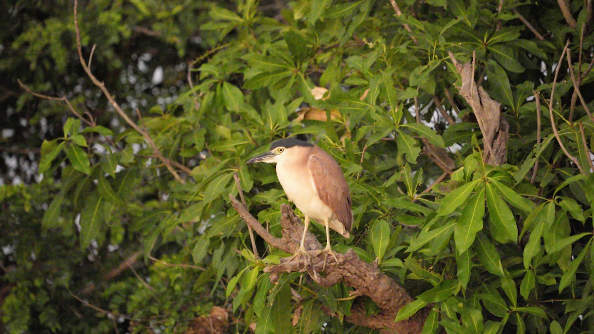 Nankeen Night Heron - ML645330495