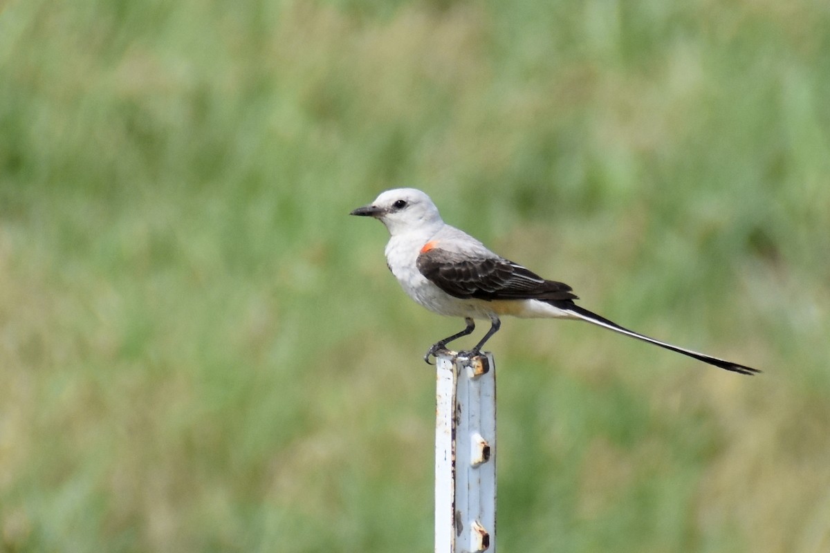 Scissor-tailed Flycatcher - ML645330496