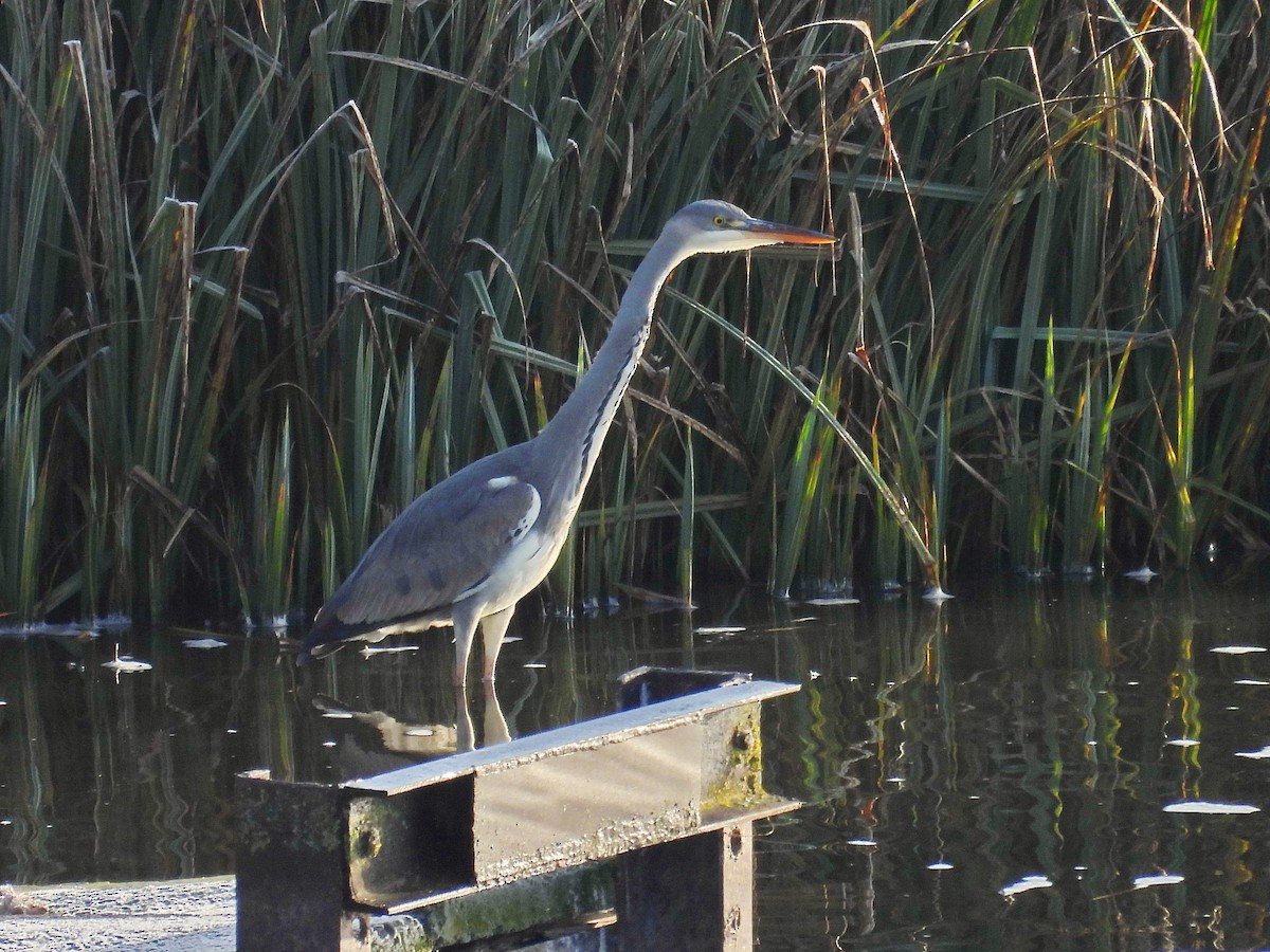 Gray Heron - ML645330502