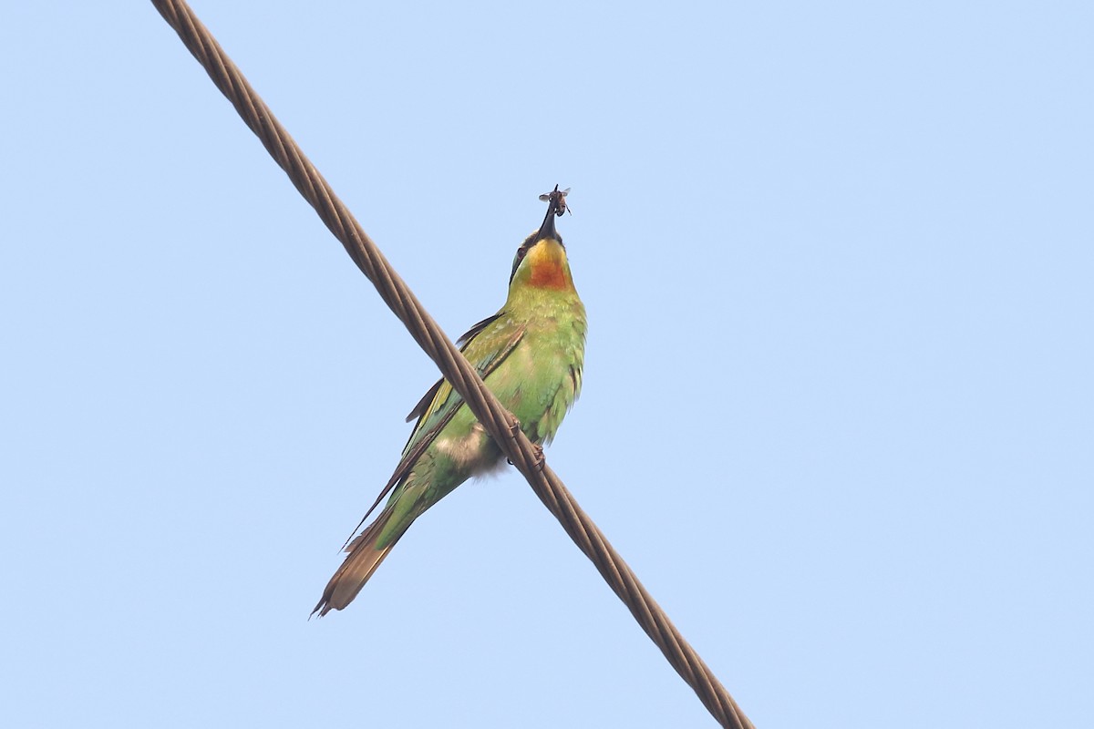 vlha modrolící - ML645330515